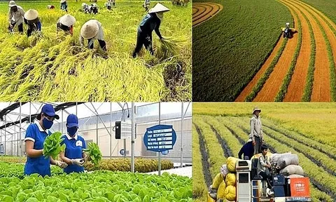 Từ năm 2026 đến 2030: Những trường hợp được miễn thuế sử dụng đất nông nghiệp người dân cần biết