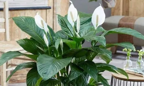 4 loại hoa tuyệt đối đừng mang đi tặng: Nhà có thì giữ, tặng nhầm dễ mất lộc, hao may mắn