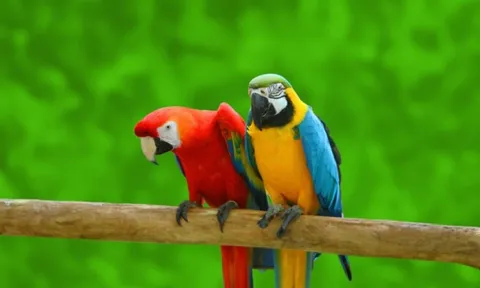 Trắc nghiệm tâm lý: Trực giác chọn đôi vẹt may mắn, hé lộ vận may và tính cách của bạn