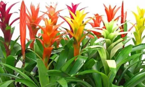 4 loại hoa tuyệt đối đừng mang đi biếu tặng: Nhà có thì giữ lại, đem cho dễ “hao lộc, tán may”