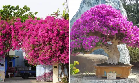 2 tuổi này trồng hoa giấy là "đắc tài, đắc lộc": Hoa tốt tươi tài khí theo vào nhà