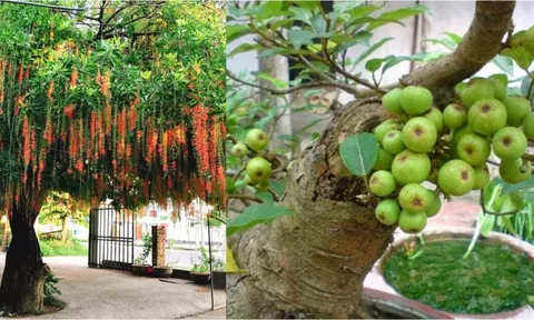 4 cây trồng trước cổng gọi Thần Tài vào, 2 cây làm Tiền rơi rớt