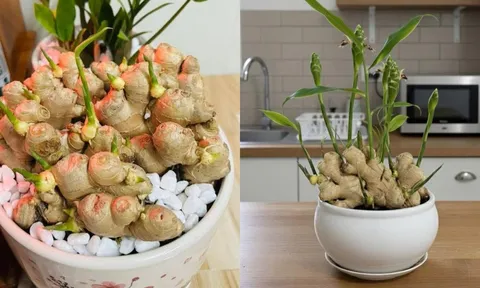 Người thuộc 2 mệnh này trồng gừng phong thủy, Tết Bính Ngọ 2026 hưởng trọn Lộc Trời