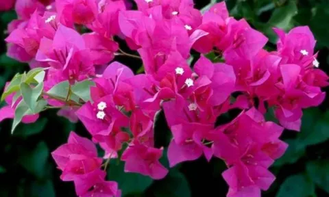 Phân biệt hoa giấy “đực” và hoa giấy “cái”: Bí quyết trồng hoa giấy sai hoa, tốt lá nhưng không ra bông