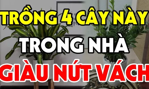 4 loại cây trồng trước nhà nào nhà đó đổi vận: Nghèo mấy cũng hóa giàu có viên mãn