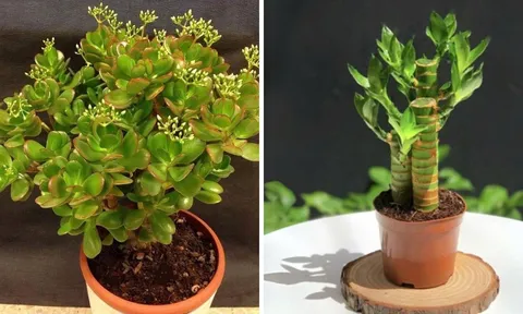 8 loại cây được xem là “kích hoạt” tài lộc, mang vận may vào nhà năm 2026: Nhà ai cũng nên có một cây