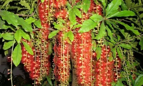 Cây lộc vừng đẹp, hút lộc nhưng vì sao nhiều người kiêng trồng trước cổng?