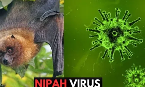 Dơi mang virus Nipah thường ăn một loại quả quen thuộc tại Việt Nam:  Bộ Y tế khuyến cáo
