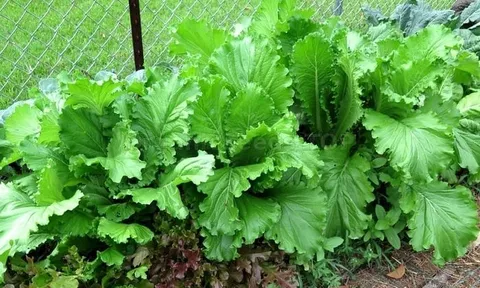 Loại rau giàu canxi gấp 7 lần nước hầm xương, chợ Việt bán chỉ 10 nghìn/kg