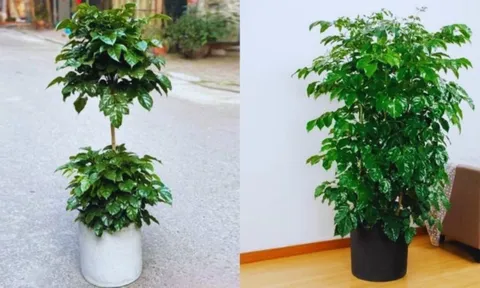 Bạn có biết, 5 sự thật thú vị về cây hạnh phúc?