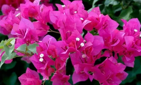 Hoa giấy mãi không nở? Áp dụng ngay bí quyết “thêm 3, bớt 1” để cây bung hoa rực rỡ