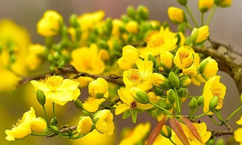 5 loại hoa cắm trên bàn thờ ngày Tết giúp thu hút tài lộc, may mắn