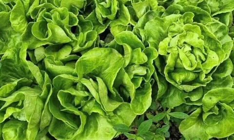 5 người nên hạn chế ăn rau xà lách