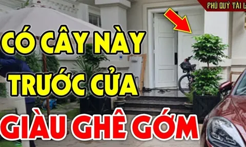 3 loại cây trồng trước nhà: Cây càng xanh người càng hưng thịnh, giàu có