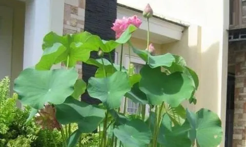 7 loại hoa cuối năm nhất định phải mua để giải trừ vận đen, hút tài lộc đón Tết