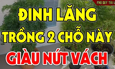 Cây đinh lăng trấn giữ của cải đừng trồng linh tinh: Trồng vị trí này hút tài lộc vào nhà, 3 đời giàu có