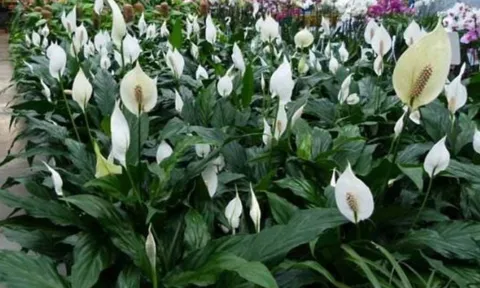 Cây Lan Ý mang may mắn, tài lộc cho người mệnh Thủy, Kim: Chăm thế nào để cây xanh tốt quanh năm?