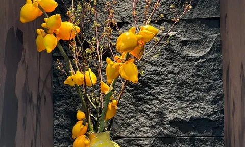 Tết này, nhà bạn hãy sắm thêm cây cảnh có quả vàng óng này, để 'ngũ phúc lâm môn', tiền vào đầy nhà