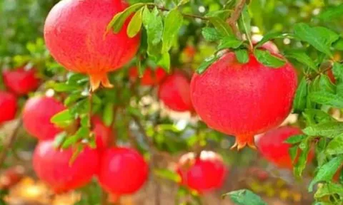 Đĩa trái cây đặt bên trái hay bên phải bàn thờ mới đúng? Nhiều gia đình làm sai khiến tài lộc khó vào