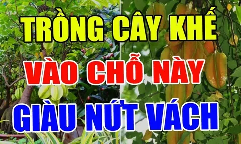 2 vị trí trồng khế hút tài lộc vào nhà: Ai không biết quá đáng tiếc