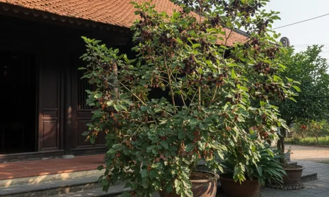 Năm Bính Ngọ nên tránh trồng 3 loại cây này để hạn chế xui rủi, giữ vận khí ổn định