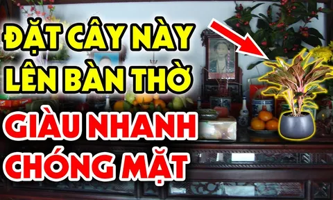 4 loại cây đặt lên bàn thờ: Gia chủ có nghèo tới mấy cũng đổi vận giàu có