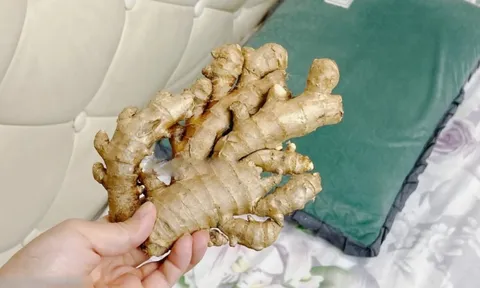 5 lợi ích khi đặt một củ gừng cạnh gối khi ngủ