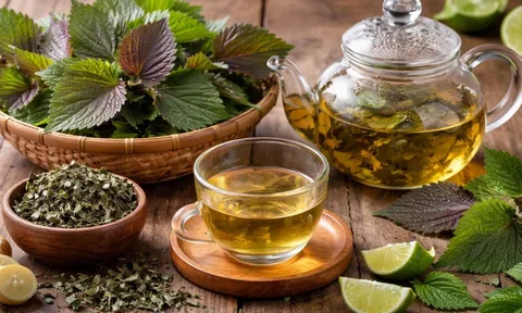 5 trường hợp nên cẩn trọng khi uống nước lá tía tô tránh hại sức khỏe