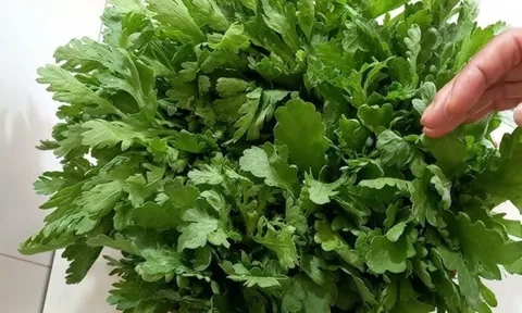 Những ai không nên ăn rau cải cúc