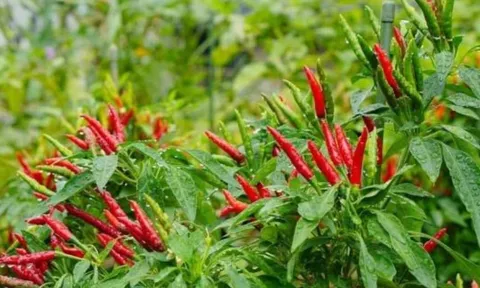 Trồng cây ớt trước nhà có tốt không? Gia chủ đón may mắn hay rước điều xấu?