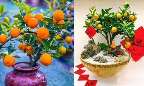 Vị trí đặt cây quất ngày Tết giúp kích hoạt tài lộc, gia chủ càng làm càng phất, giàu có vang danh