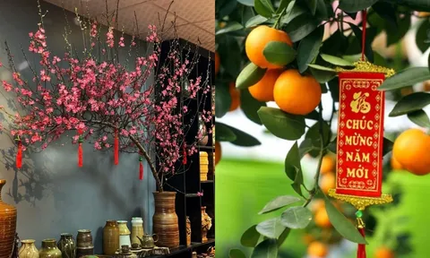 3 vị trí không nên đặt cây quất, cây đào ngày Tết: Là đại kỵ khiến tiền của đội nón ra đi