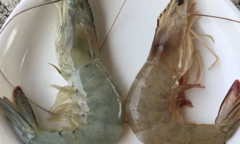 Người bán tôm tiết lộ: cách phân biệt tôm nuôi và tôm tự nhiên cực dễ, ai cũng làm được