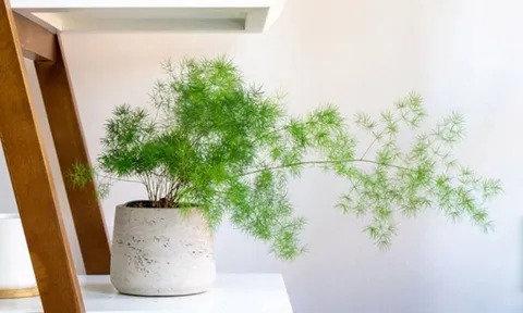 Người mệnh Thủy năm 2026 hợp trồng 5 loại cây này, để đón tài lộc và 'tiền vào như nước'