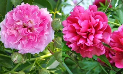 Tết Bính Ngọ 2026: 3 loại hoa đẹp nhưng không được đặt lên bàn thờ