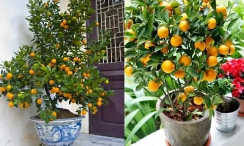 Vị trí đặt cây quất ngày Tết giúp kích hoạt tài lộc, gia chủ vượng phát cả năm