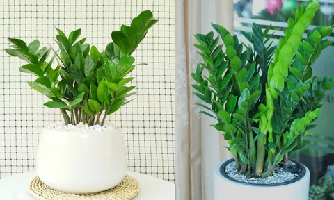 Tết Bính Ngọ đặt 3 loại cây này trong nhà, Tài - Lộc - Tiền đua nhau vào cửa