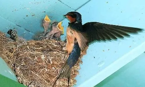 Cận Tết Nguyên đán 2026: 6 điềm báo trong nhà cho thấy tài lộc sắp gõ cửa, cầu gì được nấy