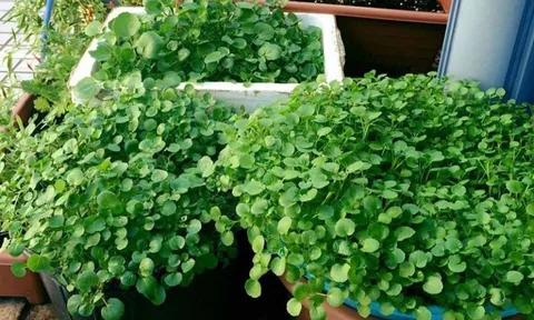 Loại rau này trồng 1 lần ăn cả năm, rất tốt cho xương khớp ít người để ý ăn
