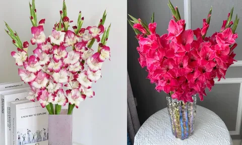 Mẹo tuốt lá, ngắt đọt giúp hoa lay ơn (hoa dơn) nở đều tăm tắp, hết Tết vẫn tươi rói