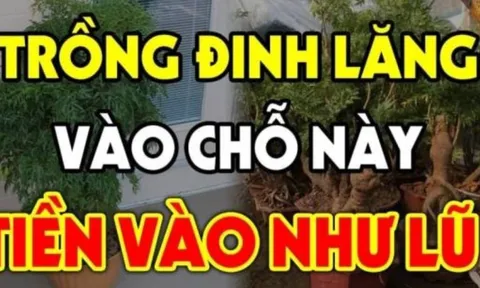Vị trí tốt nhất trồng cây đinh lăng để hút tài lộc: Đặt đúng chỗ như “thần giữ của”, gia chủ phát lộc