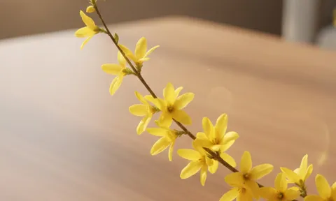 Bình hoa Nghênh Xuân “gây sốt” dịp Tết 2026: Sắc vàng rực rỡ, cành rủ mềm mại vừa sang trọng vừa hút tài lộc