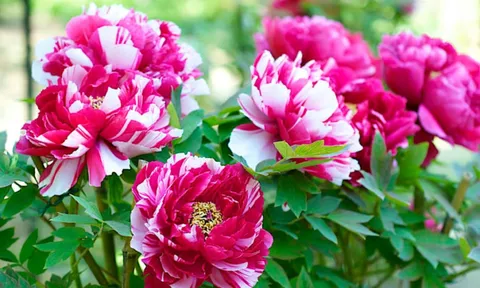 Có câu: “Góc nhà có 3 loại hoa, không phú quý thì cũng phát tài”. Đây là 3 loại hoa gì?