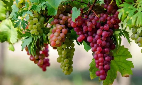 Danh sách 12 loại quả chứa nhiều dư lượng thuốc trừ sâu nhất, Tết nên tránh mua và dâng cúng