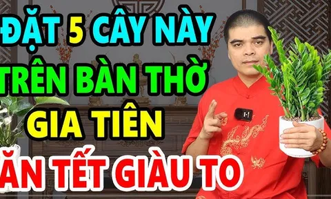 5 loại cây trồng trên trong nhà hút tài lộc giàu có trọn đời