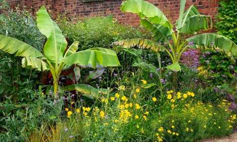 Năm Bính Ngọ 2026, tránh trồng 3 loại cây này trước cửa nhà