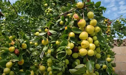 5 loại cây trồng trong sân nhà mang lại hạnh phúc gia đình, con cháu luôn giàu sang