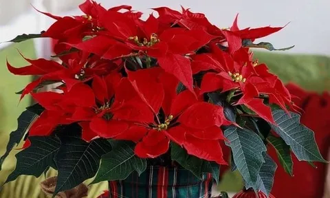 4 loại cây đẹp hơn đào - quất, 3 ngày Tết để trong nhà ra Giêng sẽ có lộc