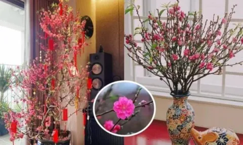 Đặt cây đào tết 2026 ở vị trí nào trong nhà tốt nhất theo phong thủy để rước tài lộc, may mắn?
