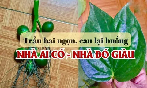 Người xưa nhắc rồi: ‘Trầu hai ngọn, cau lại buồng’ dâng cúng cầu gì cũng linh